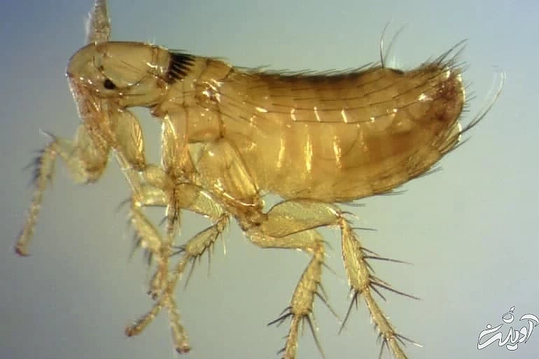 وحشت طاعون در آمریکا/ سنجاب ها قاتلان جدید مردم کالیفرنیا/ آیا یک پاندمی وحشتناک در راه است؟